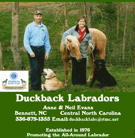Duckback Labradors