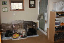 Puppy Room 