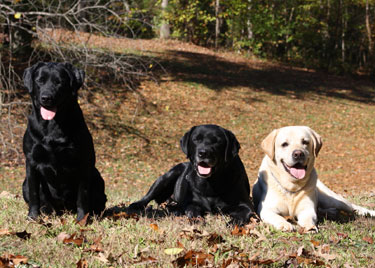 labs by water